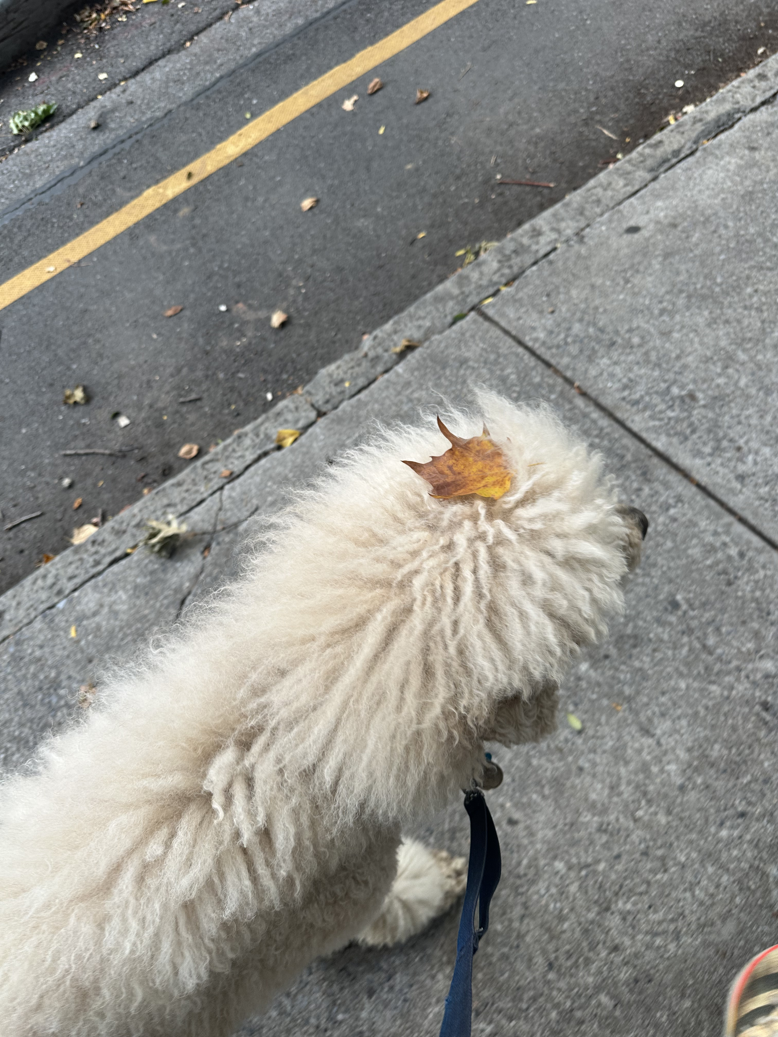 A poodle with a leaf on his head walks outside.