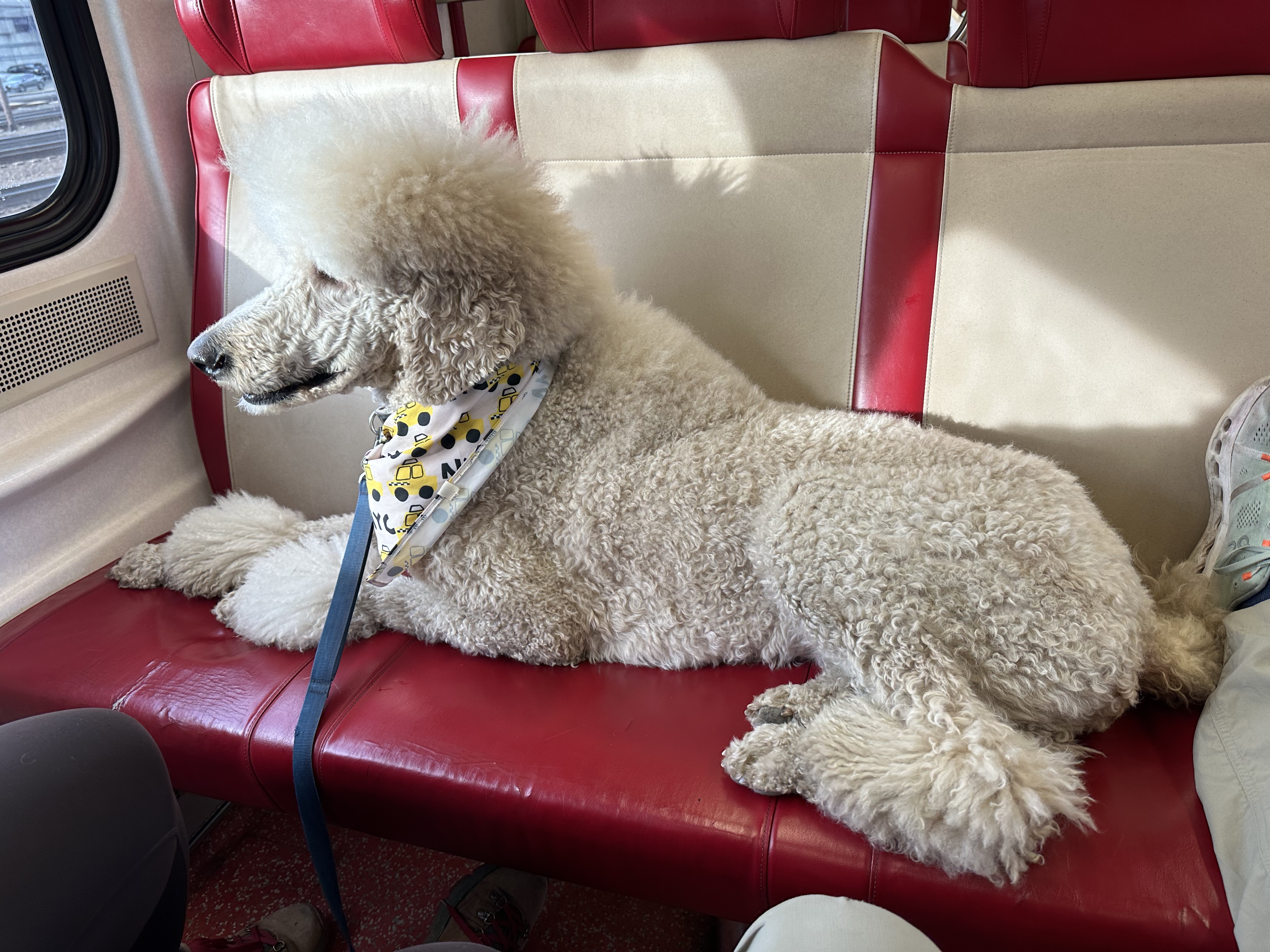 A poodle lays down across three seats on a Metro North commuter train.