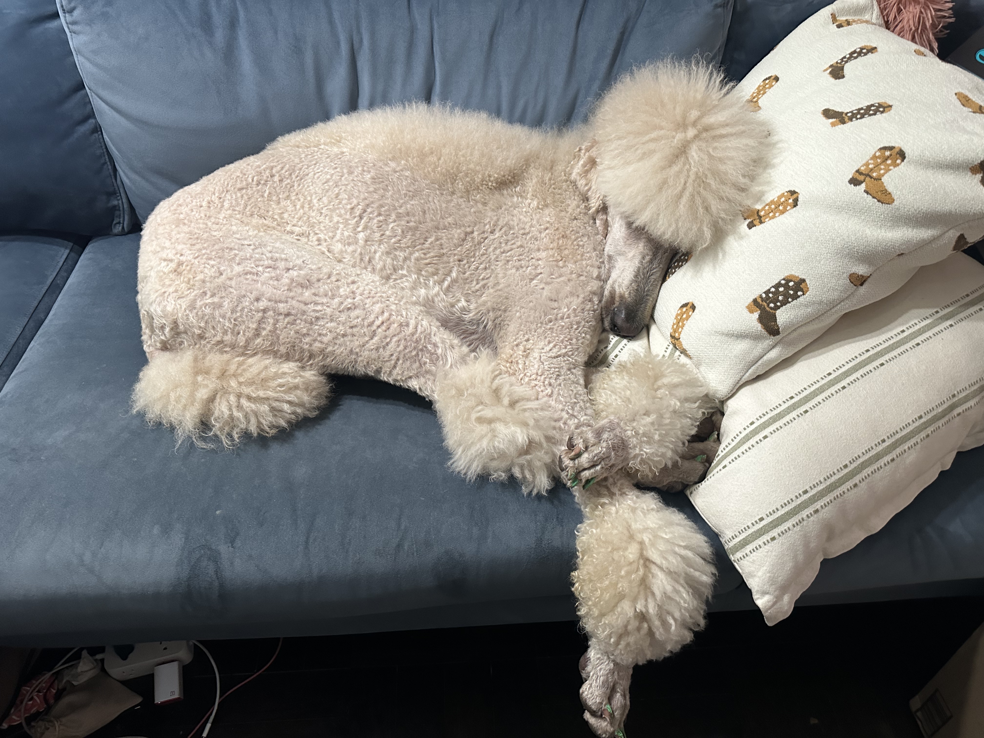 A poodle napping on the couch with his head resting on a pillow.