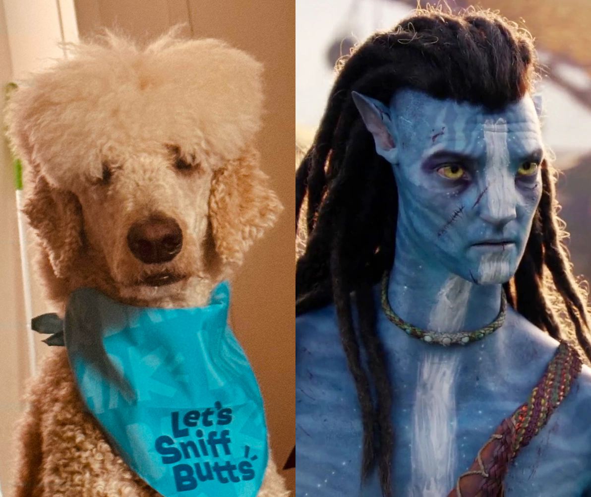 Two images side-by-side. The left is a poodle wearing a bandana that says Let's Sniff Butts. The right is Jake Sully from the movie Avatar.