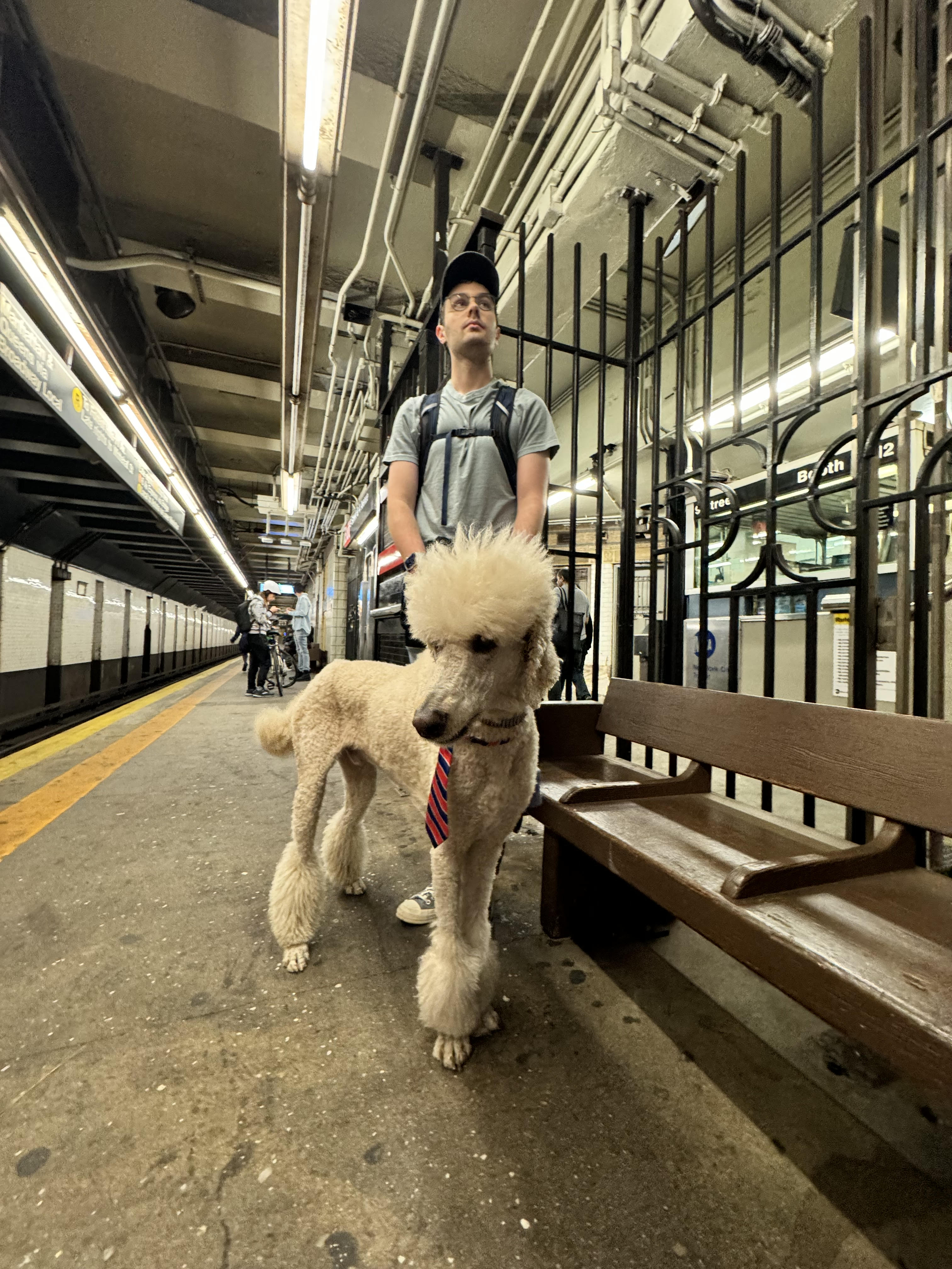 A man and a poodle on a subway platform. The poodle is wearing a necktie.